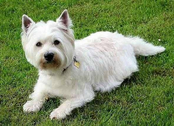 tutifruit (décédé) - West Highland White Terrier (6 ans)