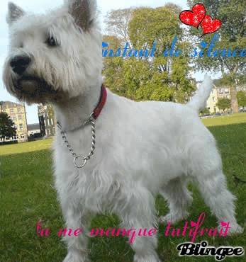 tutifruit - West Highland White Terrier (Autre)