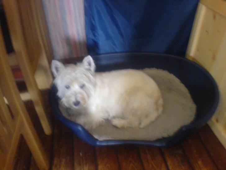 Molly - West Highland White Terrier (3 ans)