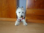 Puchy - West Highland White Terrier Mâle (2 ans)