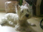 Lisa - West Highland White Terrier Femelle (13 ans)