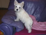clifford - West Highland White Terrier Mâle (5 ans)
