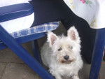 Anna - West Highland White Terrier Femelle (14 ans)