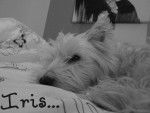 Iris - West Highland White Terrier Femelle (6 ans)