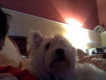 FILLOU - West Highland White Terrier Mâle (9 ans)