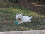 titi - West Highland White Terrier Mâle (11 ans)