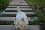 Paros - West Highland White Terrier Mâle (13 ans)