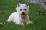Paddy - West Highland White Terrier Femelle (6 ans)