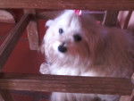 Lilca - West Highland White Terrier Femelle (1 an)