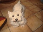 Paddy - West Highland White Terrier Femelle (6 ans)