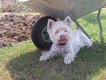 Lady - West Highland White Terrier Femelle (5 ans)