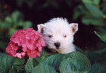 Westie - West Highland White Terrier