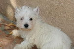 Westie - West Highland White Terrier
