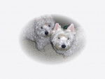 calline et sweethy - West Highland White Terrier