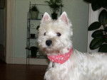westie TINA - West Highland White Terrier