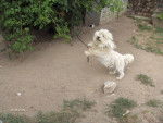 Vidoc - West Highland White Terrier Mâle (6 ans)