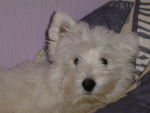 Bulle westie - West Highland White Terrier