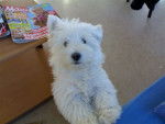 Bubulle Westie - West Highland White Terrier