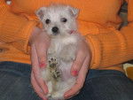 WEST HIGHLAND WHITE TERRIER... BIANCA-BELLA - West Highland White Terrier