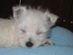 WEST HIGHLAND WHITE TERRIER ... BIANCA-BELLA - West Highland White Terrier