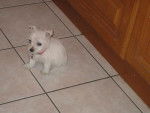 WEST HIGHLAND WHITE TERRIER ... BIANCA-BELLA - West Highland White Terrier