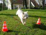 Réglisse ( westie) - West Highland White Terrier