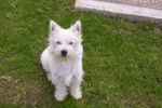 West Highland White Terrier - West Highland White Terrier