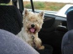 ULYSSE WESTIE - West Highland White Terrier