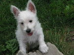 westie - West Highland White Terrier