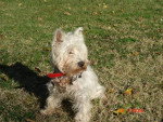 west highland white terrier - West Highland White Terrier
