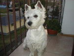 Le Westie, Ami - West Highland White Terrier