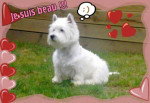 WESTIE - West Highland White Terrier