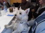 Westie Bobe - West Highland White Terrier