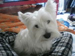 Kongjui, coquine de westie! - West Highland White Terrier