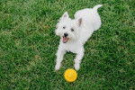 Photo West Highland White Terrier