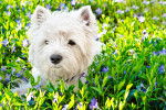 Photo West Highland White Terrier