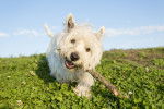 Un Westie joue avec un bâton dans un parc