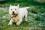 Photo West Highland White Terrier