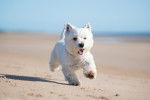 Photo West Highland White Terrier
