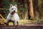 Photo West Highland White Terrier