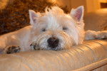 Un Westie dormant sur un canapé