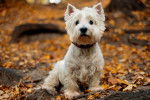 Un Westie regardant de face et entouré de feuilles d'arbres