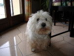 Jouflette - West Highland White Terrier Femelle (Autre)