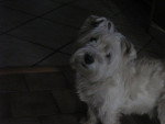 Azur - West Highland White Terrier Mâle (6 ans)