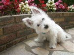 westie - West Highland White Terrier