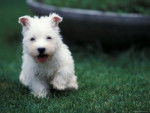 kelly - West Highland White Terrier Femelle (5 mois)