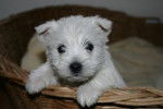 kelly - West Highland White Terrier Femelle (4 mois)