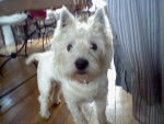 loulou - West Highland White Terrier Mâle (1 an)