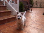 Lolo - West Highland White Terrier Mâle (1 mois)