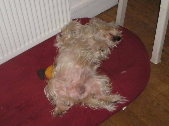 westie, mon nom est U2 - West Highland White Terrier